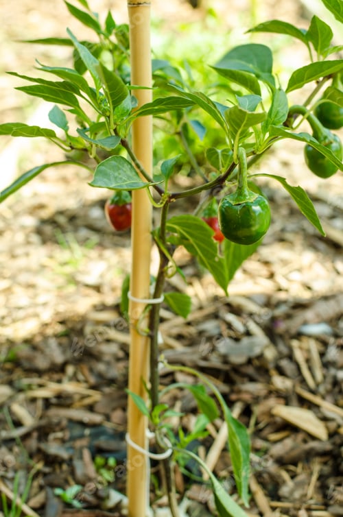 Preview: Organic herb bed of chilli pepper and zucchini