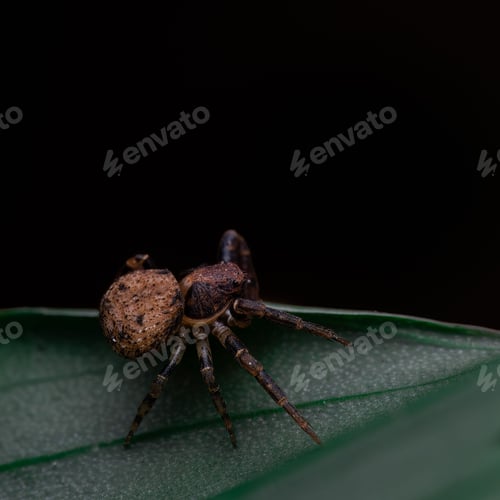 Preview: a small spider sitting on top of a green leaf covered in dew