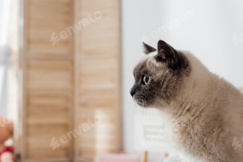 Preview: domestic cat looking away on blurred background with copy space