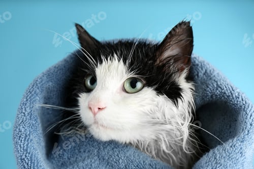 Preview: Wet cat wrapped with towel on light blue background