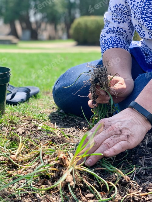 Preview: Woman with hands in the soil in the garden