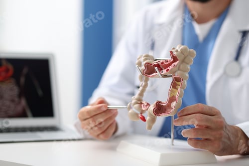 Preview: Gastroenterologist with model of large intestine at white table in clinic, closeup