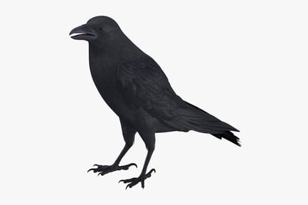 Preview: Detailed American Crow