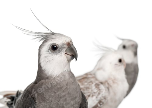 Preview: Close-up of Male and female Cockatiel, Nymphicus hollandicus, in front of white background