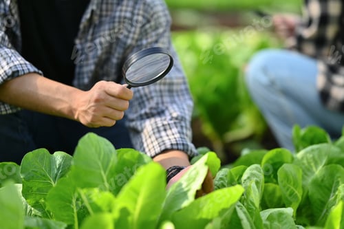 Preview: Young farmer using a magnifying glass to inspect plant disease and pest leaves in the organic farm