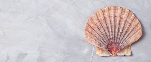 Preview: Top view to scallop shell over the grey background
