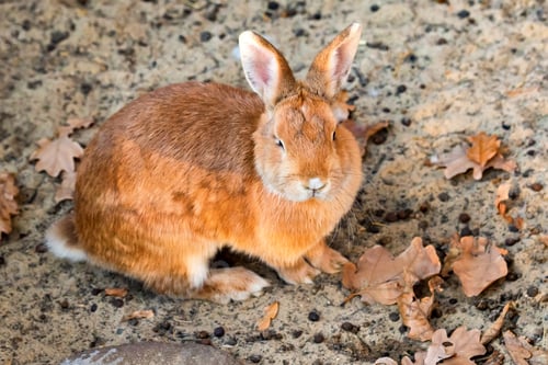 Preview: Close up picture of cute brown rabbit on sand