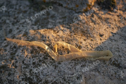Preview: peeling skin of a snake on the sand in the mountains in nature