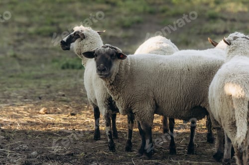 Preview: Group of Grazing Sheep in a Pasture During Daylight