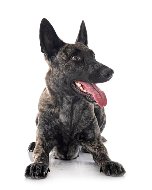 Preview: Dutch Shepherd in studio