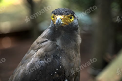 Preview: Crested Serpent Eagle (Spilornis Cheela)