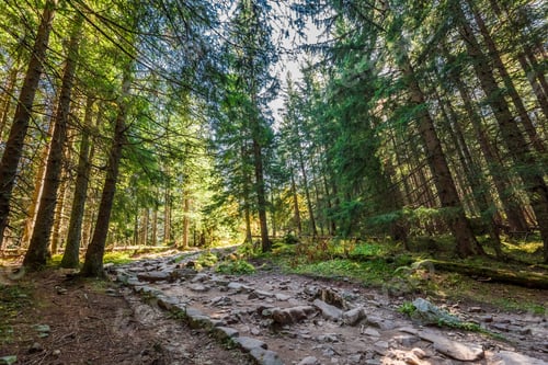 Preview: Forest in Tatra mountains at sunrise, Poland