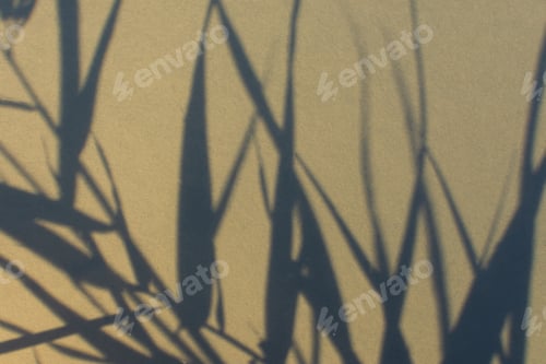 Preview: Shadows nature beige gray background
