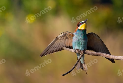 Preview: European bee-eater, merops apiaster. A bird sits on a branch, spread its wings