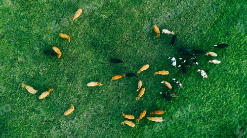 Preview: Drone View of Cows Grazing on Green Pasture