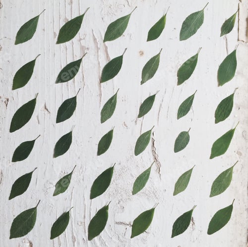 Preview: Leaves Arranged on a White Wooden Surface