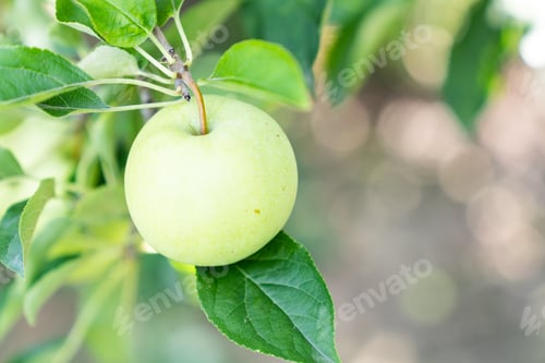 Preview: Ripe green apple on a branch of an apple tree