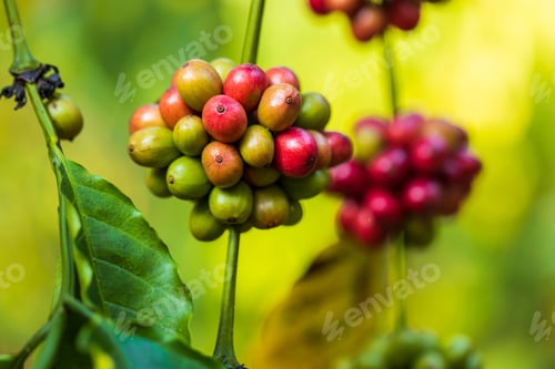 Preview: harvesting coffee berries by agriculture. Coffee beans ripening on the tree in North of Thailand
