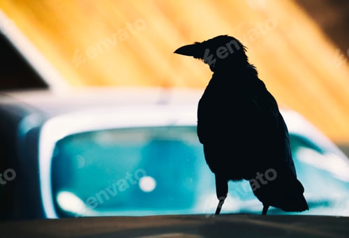 Preview: Closeup of the silhouette of a crow. Selected focus.