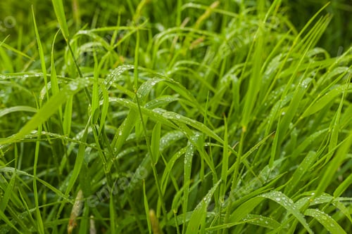Preview: agriculture, wheat field, young wheat