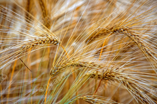 Preview: Golden ripe