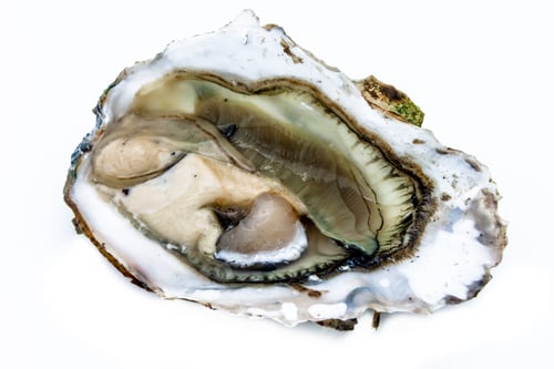 Raw Oyster in Shell on White Background