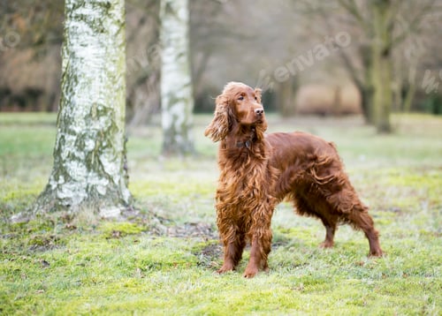 Preview: Beautiful dog standing in the park