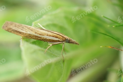 Preview: Common grass-veneer (Agriphila tristella) hidden among green vegetation