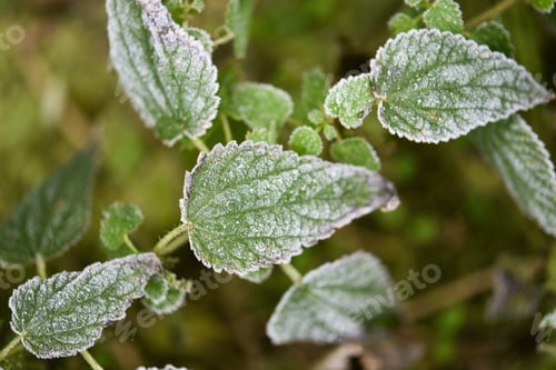 Preview: Frost on the green leaves of a plant.