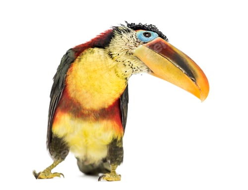 Preview: Curl-crested aracari, isolated on white