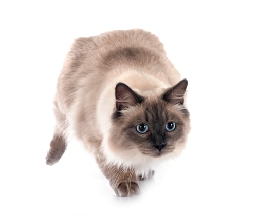 Preview: siberian cat in studio