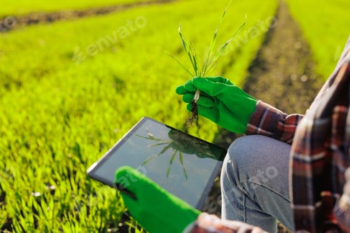 Preview: a female farmer holding a sprout of wheat with a tablet in her hands inspects the green field