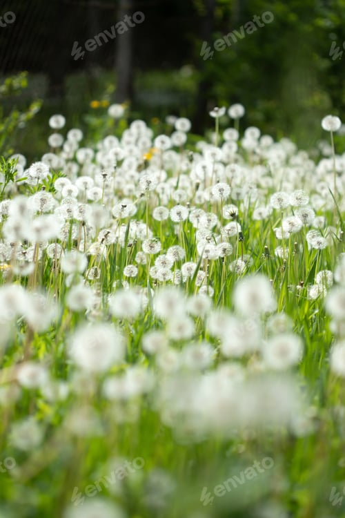 Preview: Amazing field with white dandelions in spring