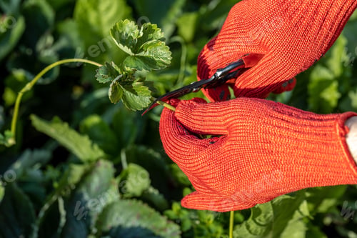 Preview: a gardener cuts a young strawberry mustache with a pruner