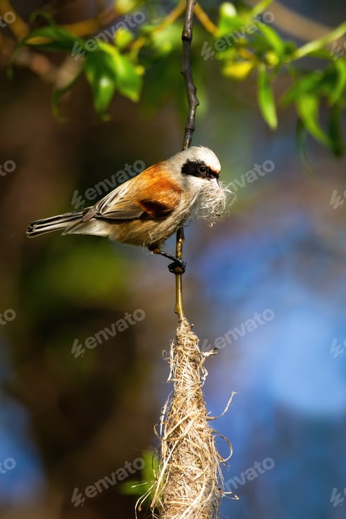 Preview: European penduline tit holding grass in beak and building hanging nest