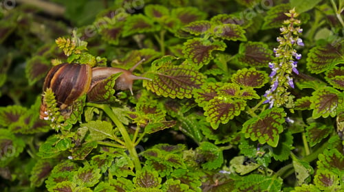 Preview: Closeup of a snail on green leaves