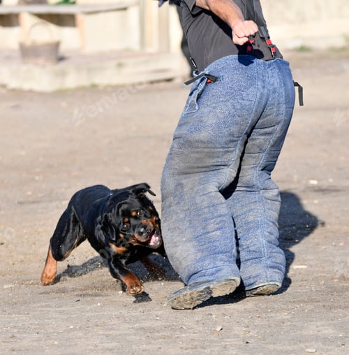 Preview: training of rottweiler