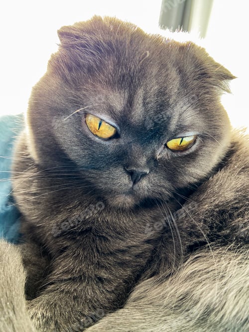 Preview: Lazy fat Grey cat Scottish fold on bed at home, relaxed pet