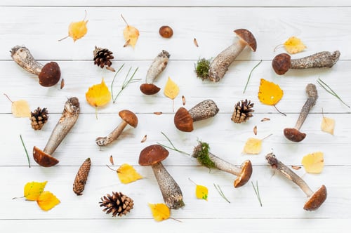 Preview: Autumn Pattern of Mushrooms