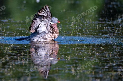 Preview: Wood Pigeon or Columba palumbus washes in water