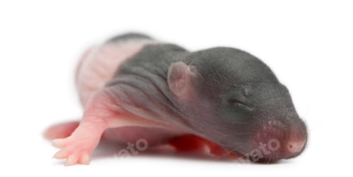 Preview: Baby rat, 5 days old, in front of white background