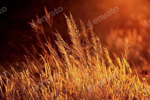 Preview: Golden grasses at sunrise