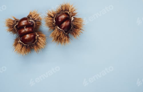 Preview: Closeup shot of sweet chestnuts in a shell on blue background