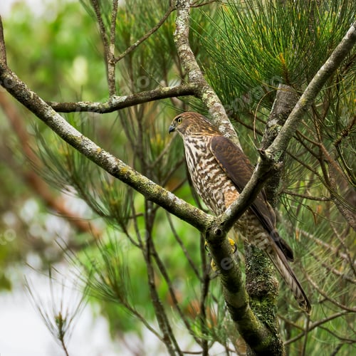 Preview: Brown Goshawk perched on top branch of tree