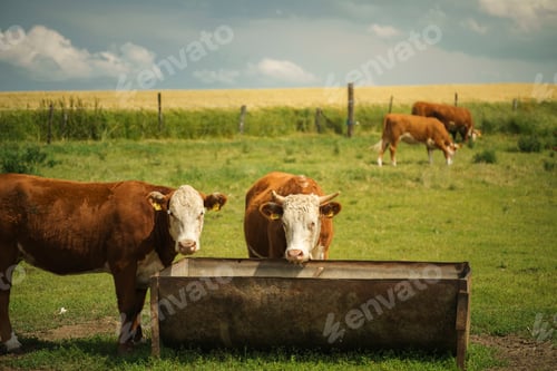 Preview: Scenic view of a cattle drinking from a tub in a ranch