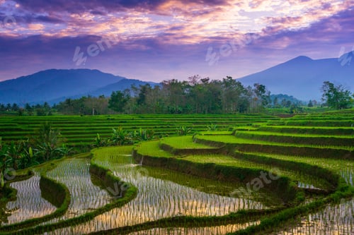 Preview: indonesia beauty landscape paddy fields in north bengkulu natural beautiful morning view from asia