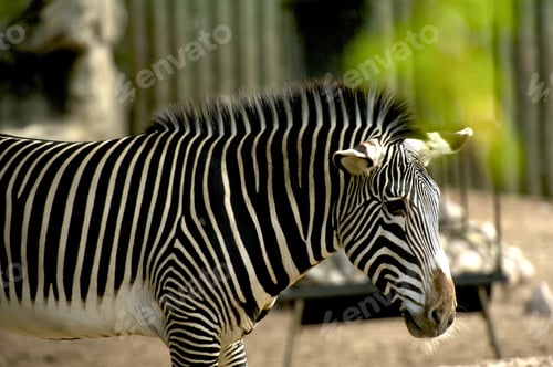 Preview: Young Zebra