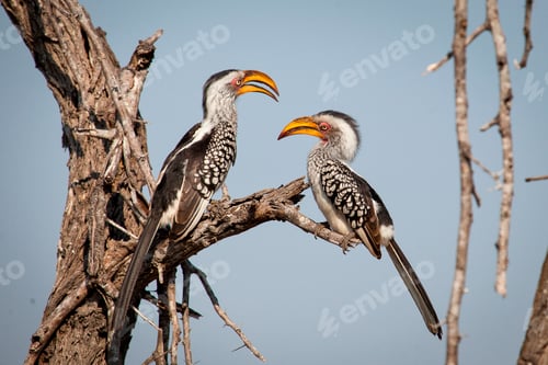 Preview: Two southern yellow-billed hornbills, Tockus leucomelas, stand on a branch and face each other, blue