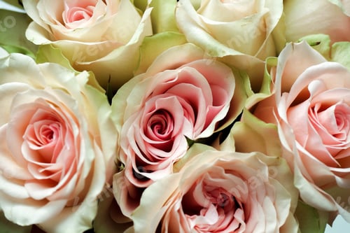 Preview: Beautiful Close-Up of Pink and White Roses