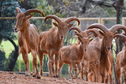 Preview: Line of Barbary sheep standing in a row on a dirt surface